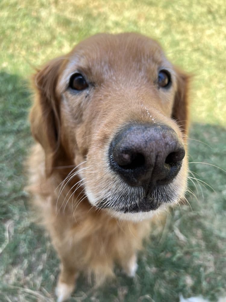 Walk Like A Dog outing, photo 3 of 23