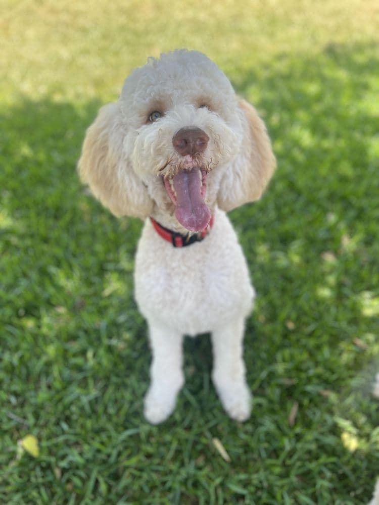 Walk Like A Dog outing, photo 5 of 23