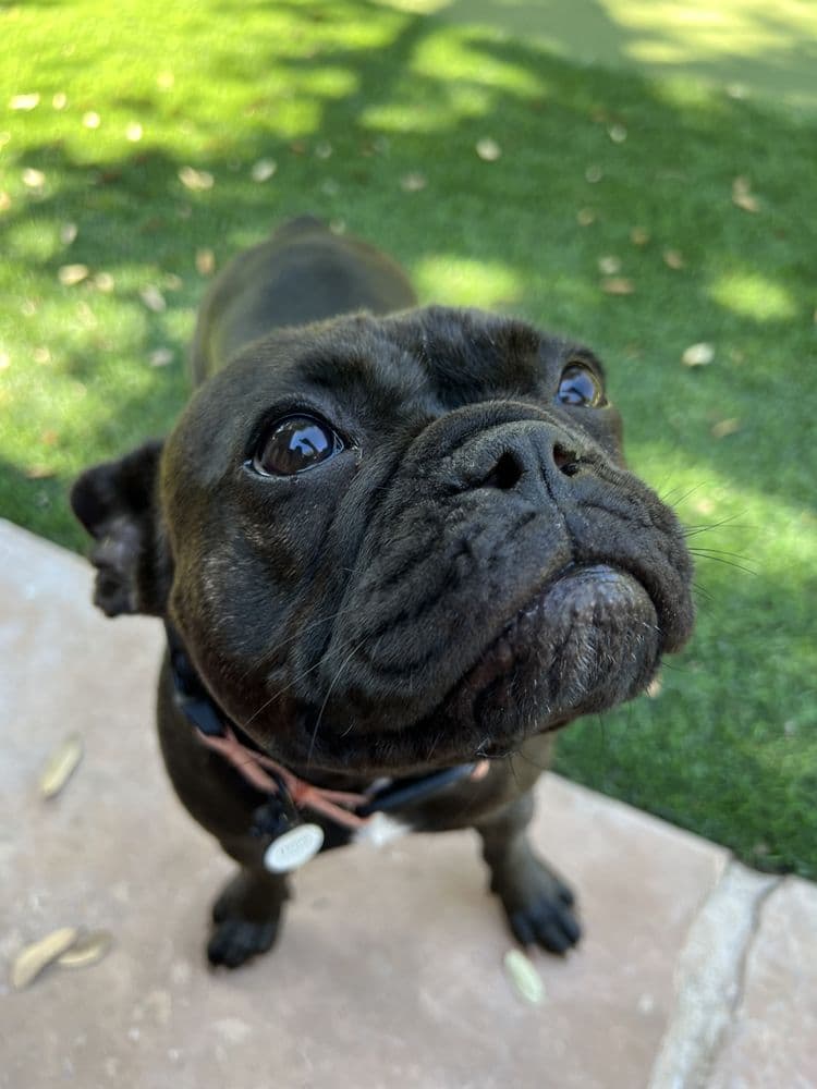 Walk Like A Dog outing, photo 7 of 23