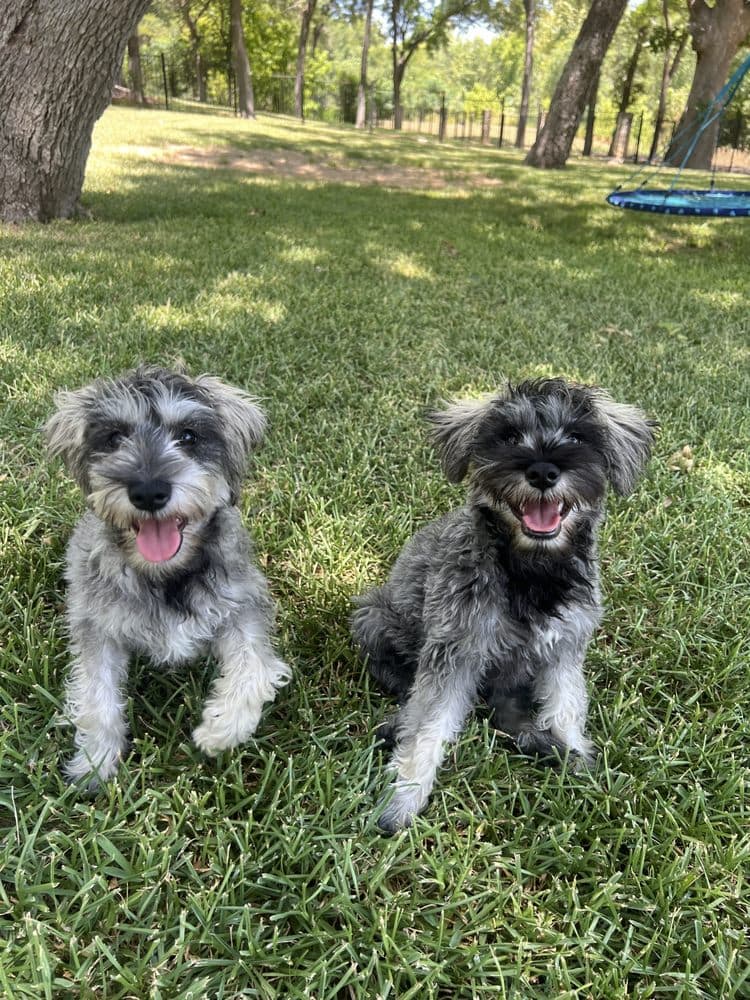 Walk Like A Dog outing, photo 8 of 23