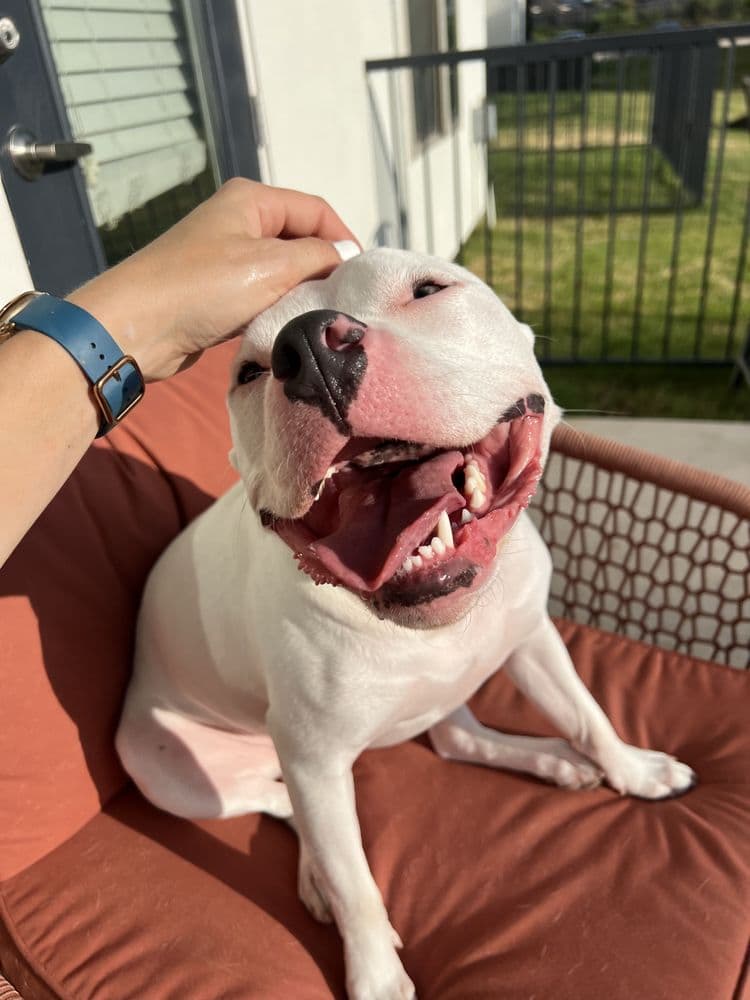 Walk Like A Dog outing, photo 9 of 23