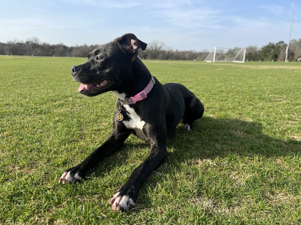 Walk Like A Dog outing, photo 10 of 23