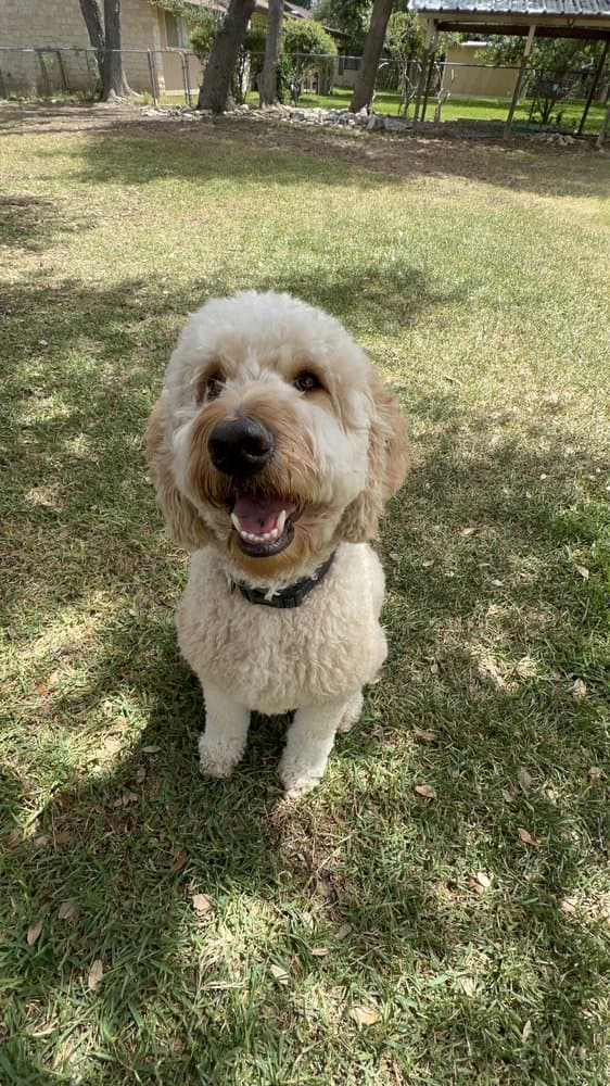 Walk Like A Dog outing, photo 13 of 23