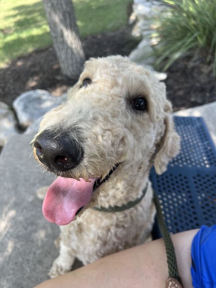 Walk Like A Dog outing, photo 14 of 23