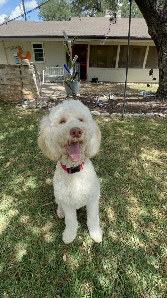 Walk Like A Dog outing, photo 16 of 23