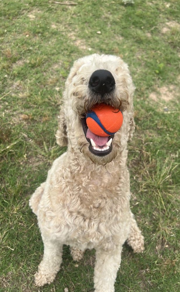 Walk Like A Dog outing, photo 18 of 23