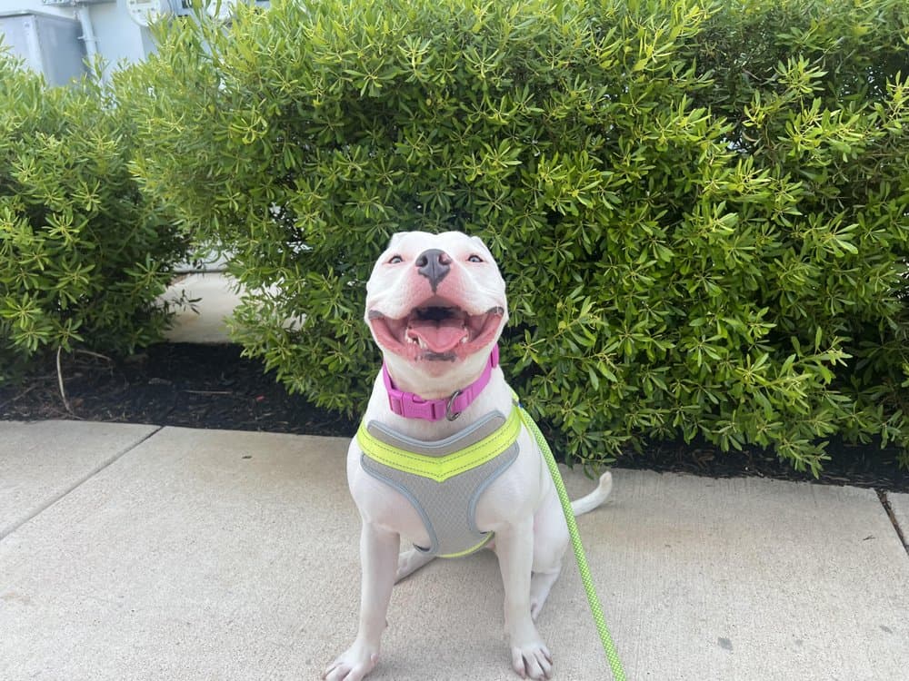 Walk Like A Dog outing, photo 22 of 23